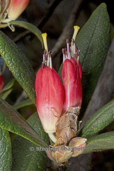 rhododendron spinuliferum subsection scabrifolia 2 graphic